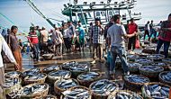 Permalink ke Grosir Ikan Tawar & Laut Di Pondok Petir Depok