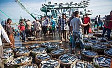 Permalink ke Grosir Ikan Tawar & Laut Di Mekarwangi Bogor