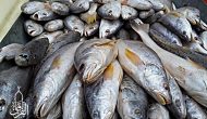 Permalink ke Grosir Ikan Tawar & Laut Di Koja Jakarta