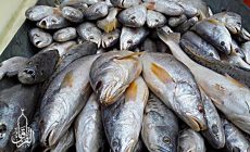 Permalink ke Grosir Ikan Tawar & Laut Di Cipayung Jakarta