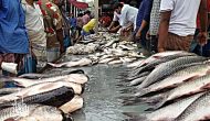 Permalink ke Grosir Ikan Tawar & Laut Di Kalimulya Depok