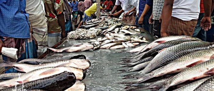 Grosir Ikan Tawar & Laut Di Tigaraksa Tangerang