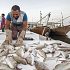 Permalink ke Grosir Ikan Tawar & Laut Di Kelapa Dua Jakarta