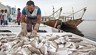 Permalink ke Grosir Ikan Tawar & Laut Di Tambelang Bekasi