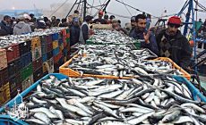 Permalink ke Grosir Ikan Tawar & Laut Di Kedaung Kaliangke Jakarta