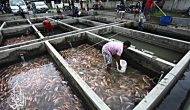 Permalink ke Grosir Ikan Tawar & Laut Di Bubulak Bogor
