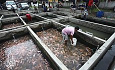 Permalink ke Grosir Ikan Tawar & Laut Di Jayanti Tangerang