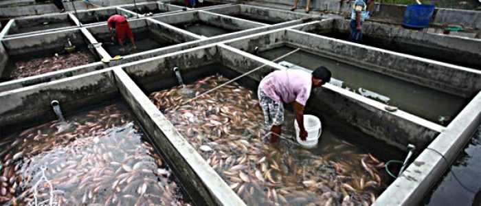 Grosir Ikan Tawar & Laut Di Bubulak Bogor