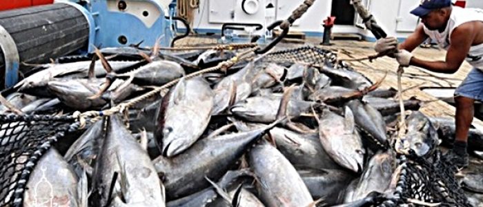 Agen Ikan Gabus Online kirim ke Limo Depok
