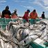 Permalink ke Grosir Ikan Tawar & Laut Di Cipedak Jakarta