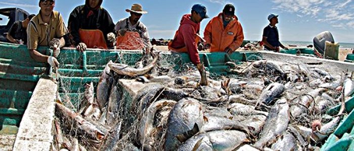 Grosir Ikan Tawar & Laut Di Setu Bekasi