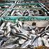 Permalink ke Grosir Ikan Tawar & Laut Di Cikande Serang