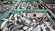 Permalink ke Grosir Ikan Tawar & Laut Di Lebak Bulus Jakarta