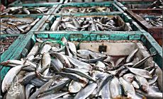 Permalink ke Grosir Ikan Tawar & Laut Di Waringinkurung Serang
