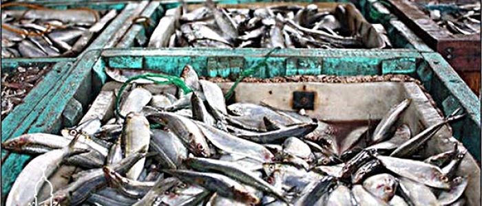 Grosir Ikan Tawar & Laut Di Cikulur Rangkasbitung