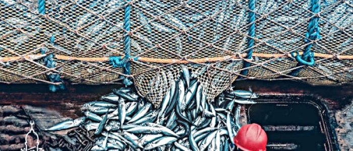 Agen Ikan Mujair Berkualitas kirim ke Cireunghas Sukabumi
