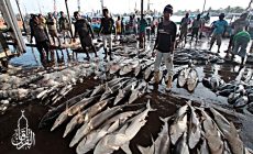 Permalink ke Grosir Ikan Tawar & Laut Di Duri Kepa Jakarta