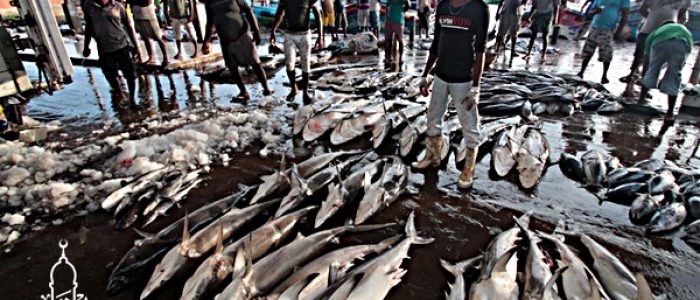 Grosir Ikan Tawar & Laut Di Duri Kepa Jakarta