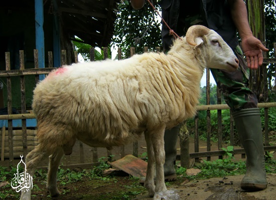 Distributor Domba Sembelihan kirim ke Babakan Madang BOGOR [Terpercaya]