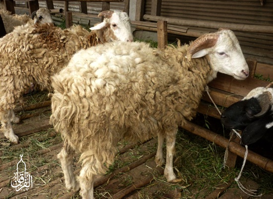Penyedia Domba Sembelih Di Cilendek Barat BOGOR