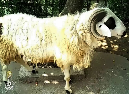 Penyedia Domba Sembelih Di Curug Mekar BOGOR