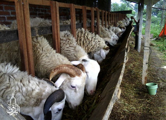 Penyedia Domba Sembelih Di Parungpanjang BOGOR