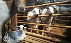 Permalink ke Penyedia Domba Sembelih Di Cimanggis Depok