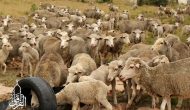 Permalink ke Harga Domba Sembelihan kirim ke Pancoran Mas Depok [Harga
Relatif Murah]