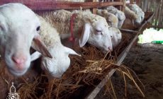 Permalink ke Penyedia Domba Sembelih Di Sukaresmi BOGOR