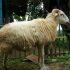 Permalink ke Distributor Domba Sembelihan kirim ke Babakan Madang BOGOR [Terpercaya]