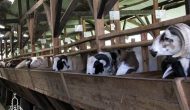 Permalink ke Penyedia Domba Sembelih Di Ciparigi BOGOR