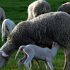 Permalink ke Penyedia Domba Sembelih Di Ciluar BOGOR
