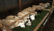 Permalink ke Penyedia Domba Sembelih Di Sempur BOGOR