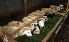 Permalink ke Penyedia Domba Sembelih Di Balungbang Jaya BOGOR