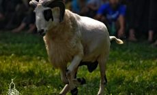 Permalink ke Penyedia Domba Sembelih Di Bojong Gede BOGOR