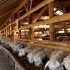 Permalink ke Penyedia Domba Sembelih Di Harjasari BOGOR