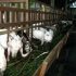 Permalink ke Penyedia Domba Sembelih Di Mulyaharja BOGOR