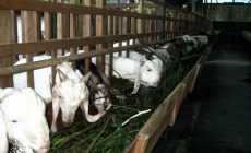 Permalink ke Penyedia Domba Sembelih Di Mulyaharja BOGOR