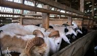 Permalink ke Penyedia Domba Sembelih Di Mekarwangi BOGOR
