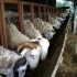 Permalink ke Penyedia Domba Sembelih Di Paledang BOGOR