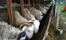 Permalink ke Penyedia Domba Sembelih Di Cipaku BOGOR