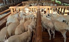 Permalink ke Penyedia Domba Sembelih Di Citeureup BOGOR