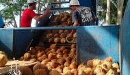 Permalink ke Distributor Kelapa Tua & Muda Untuk Di Cireunghas Sukabumi