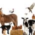 Permalink ke Penyedia Pakan Ternak Domba Online kirim ke Bodeh Pemalang