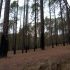 Permalink ke Tiket Ke Hutan Pinus Gunung Pancar