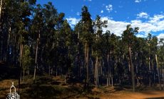 Permalink ke Wisata Alam Hutan Pinus Gunung Pancar