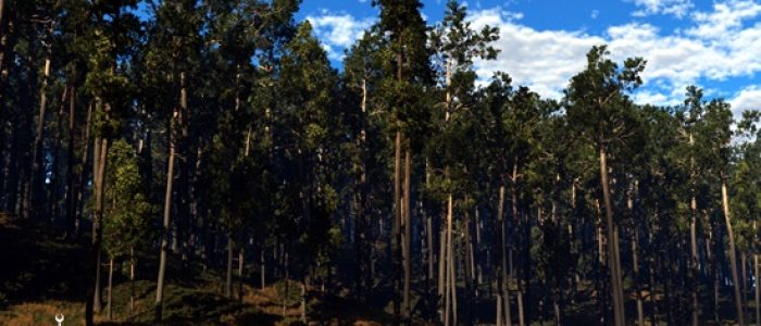 Wisata Alam Hutan Pinus Gunung Pancar